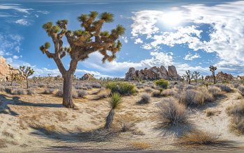 Joshua Tree National Park – 조슈아 트리 국립공원